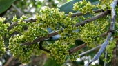 Maytenus obtusifolia