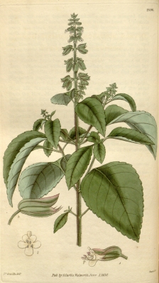 Ocimum campechianum
