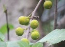 Ficus ampelos