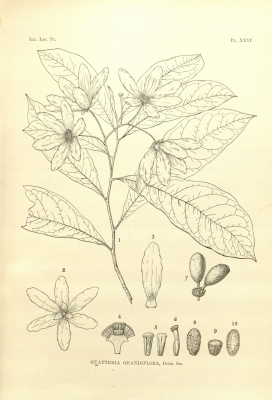 Guatteria grandiflora