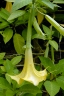Brugmansia × insignis