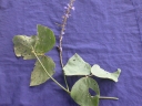 Calopogonium caeruleum