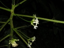 Vasconcellea cauliflora