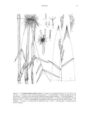 Neomicrocalamus prainii