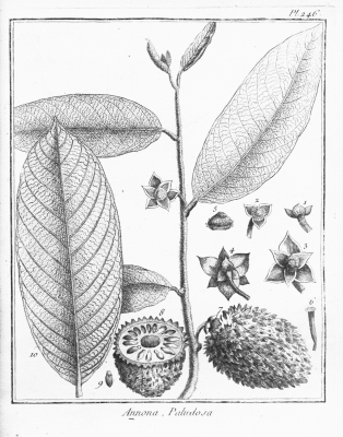 Annona paludosa