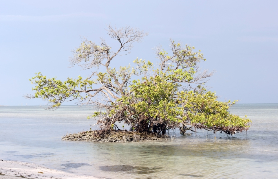 Avicennia germinans (Black mangrove) (Bontia germinans)