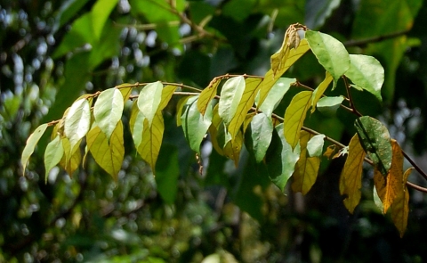 Pterospermum javanicum