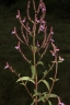 Aeollanthus pubescens