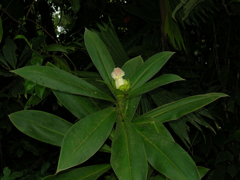 Costus guanaiensis