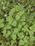 Salvia tiliifolia