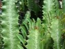 Euphorbia trigona