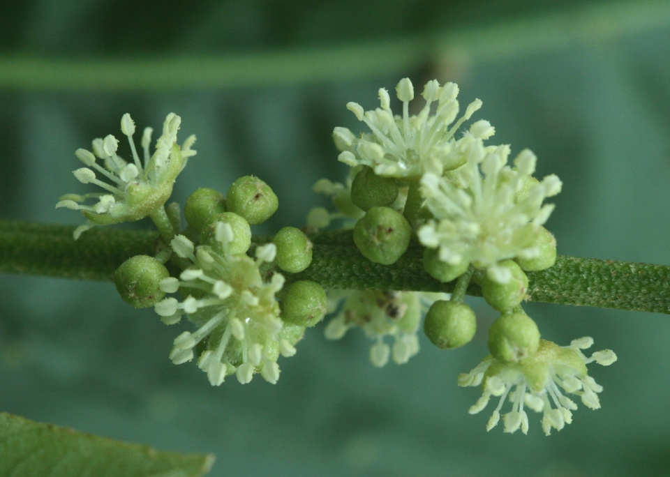 Croton pullei