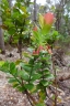 Vaccinium dentatum