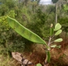 Bauhinia grandidieri