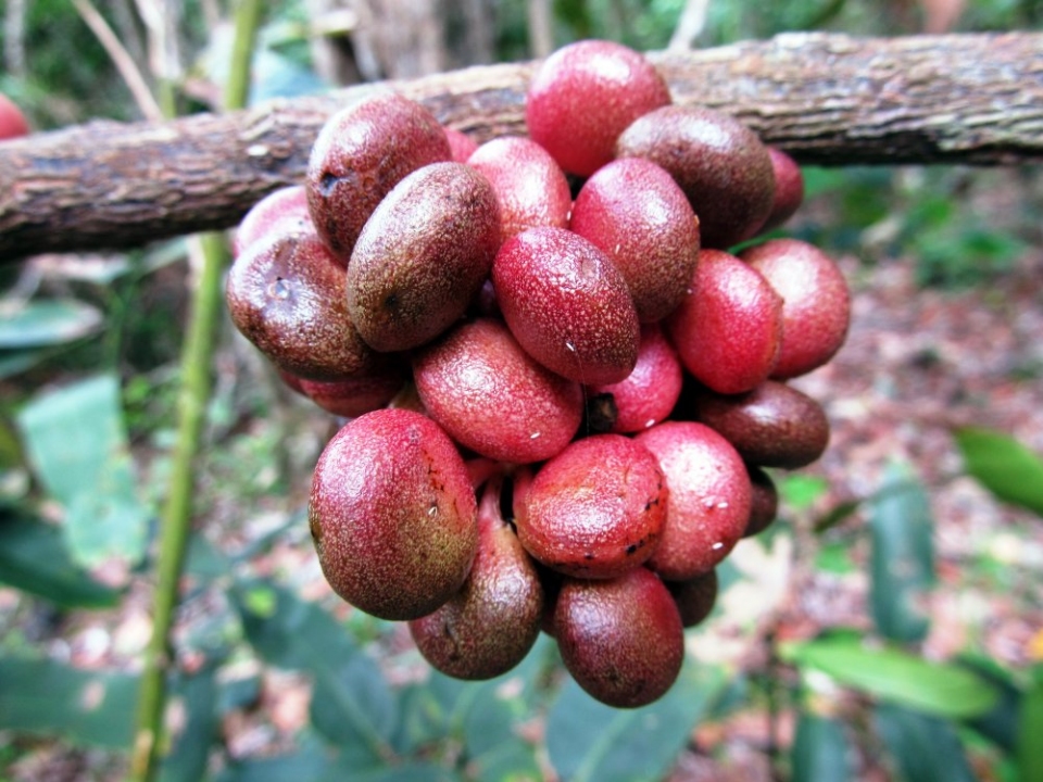 Spirospermum penduliflorum