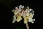 Laportea ovalifolia