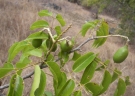 Xanthocercis madagascariensis