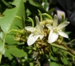 Xanthocercis madagascariensis