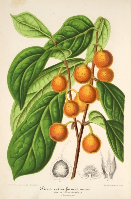Ficus parietalis