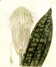 Sansevieria longiflora