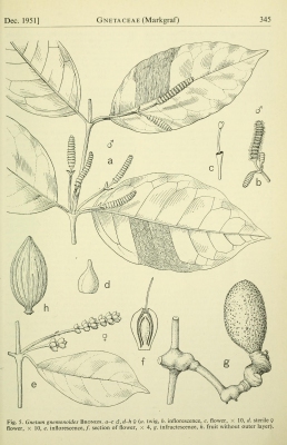 Gnetum gnemonoides