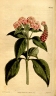 Lantana trifolia