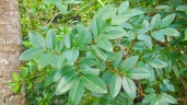 Xylocarpus granatum