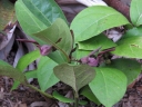 Aristolochia philippinensis