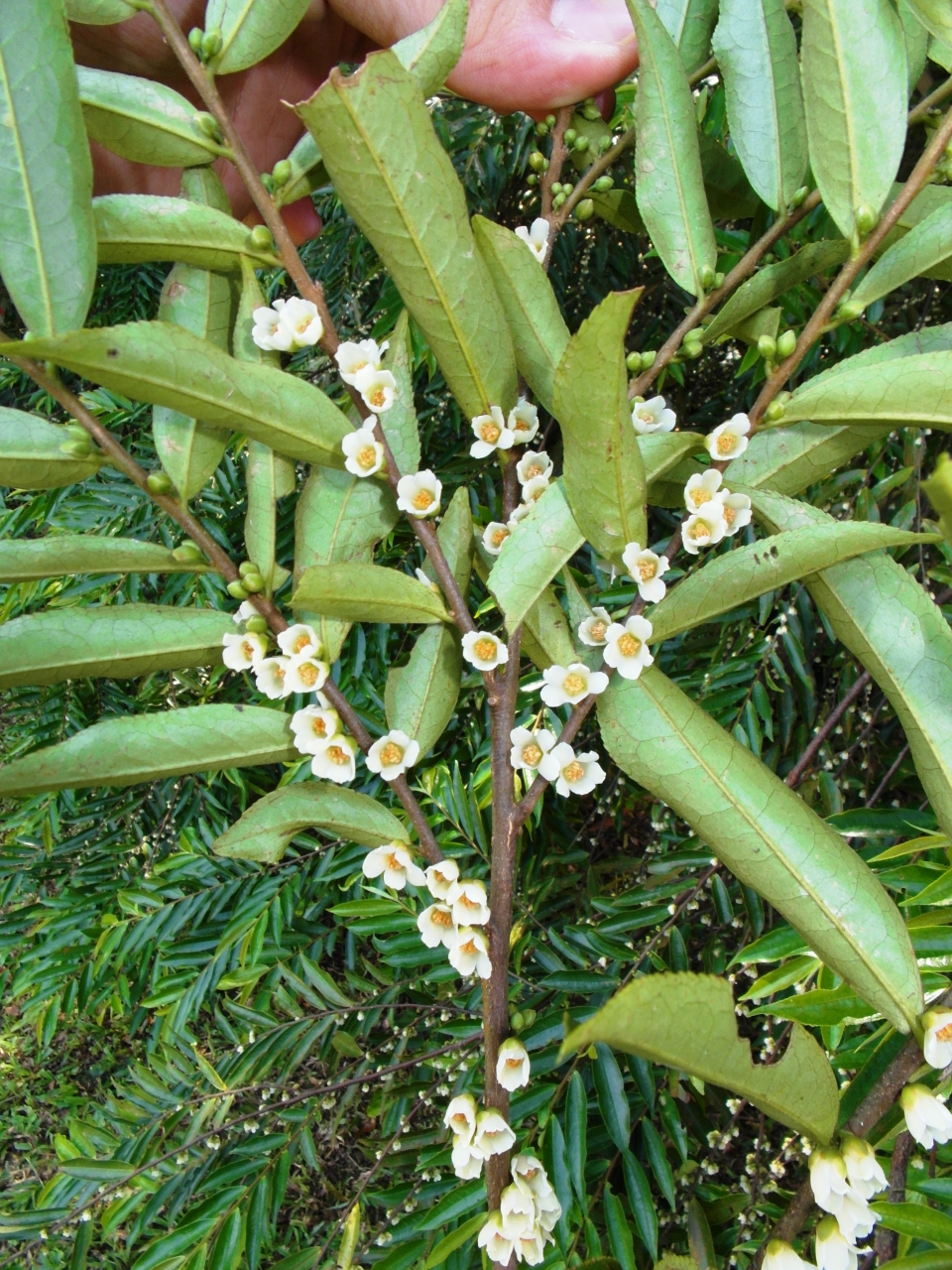 Eurya acuminata