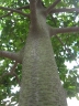 Artocarpus nitidus