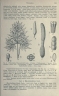 Philodendron warszewiczii