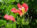 Bauhinia madagascariensis