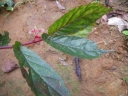 Begonia sessilifolia