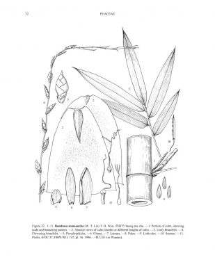 Bambusa stenoaurita