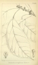Penianthus longifolius