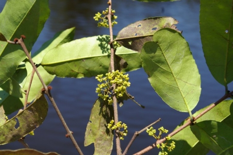 Peritassa dulcis