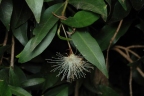 Syzygium paniculatum