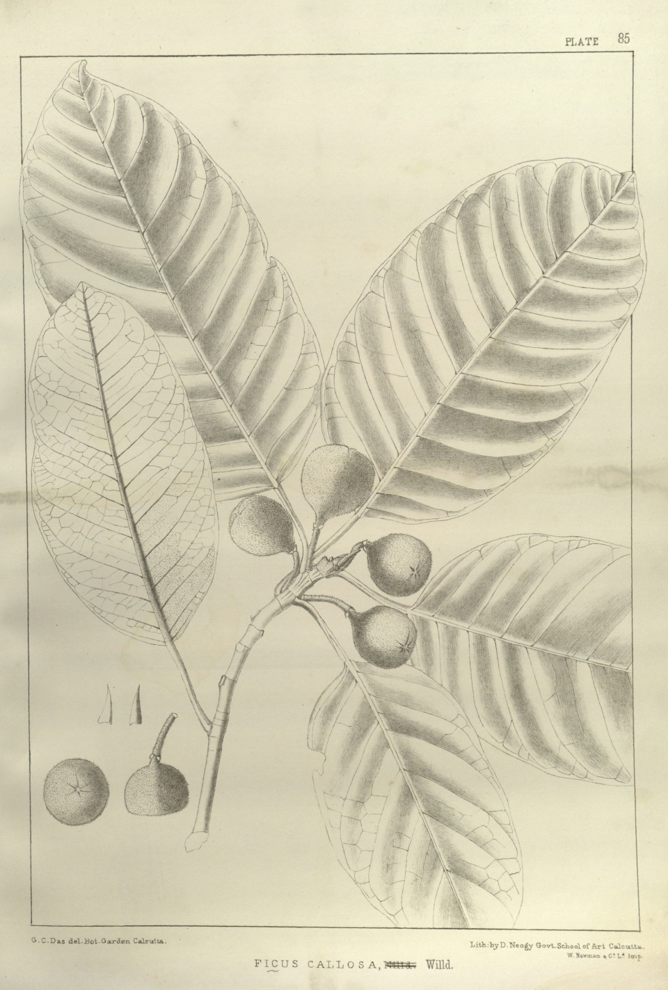 Ficus callosa