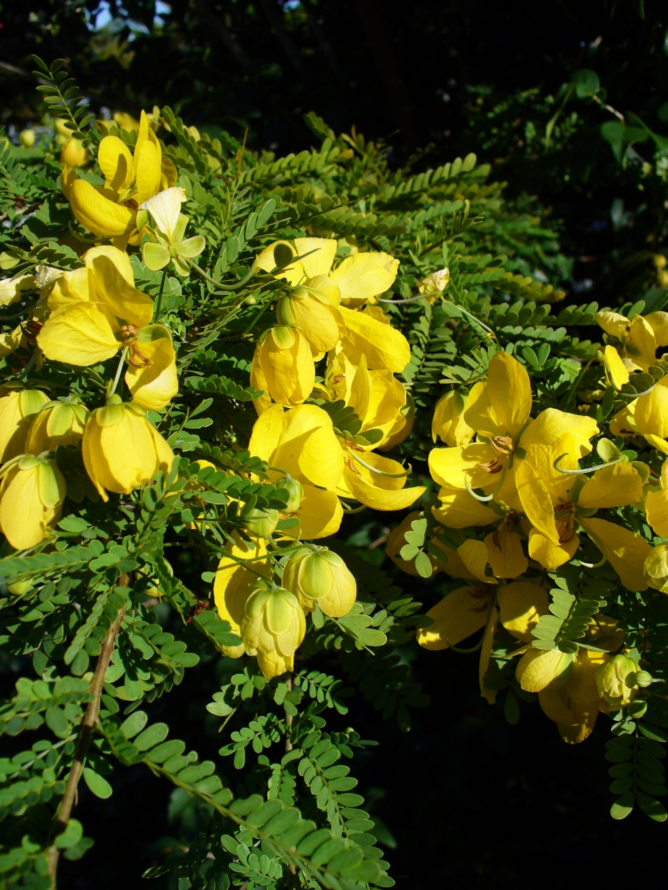 Senna polyphylla