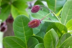 Sloanea terniflora