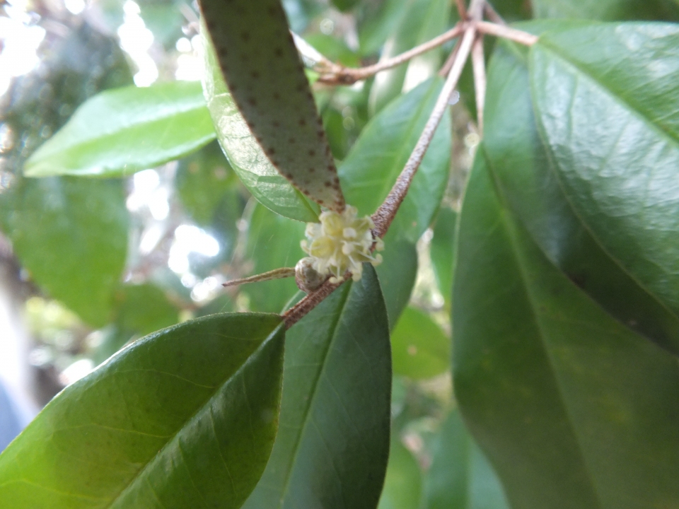 Croton pseudopulchellus