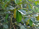 Parashorea macrophylla