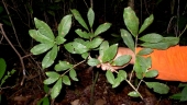 Pradosia lactescens