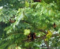 Jacaranda micrantha