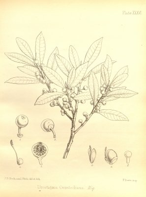 Ficus obtusiuscula