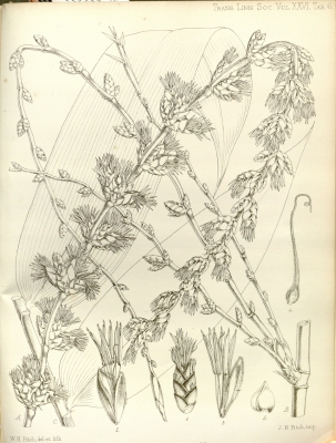 Dendrocalamus latiflorus