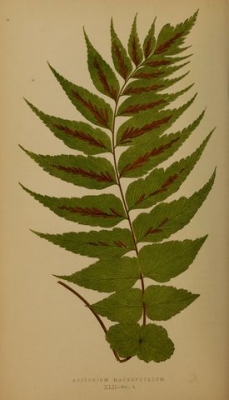 Asplenium macrophyllum