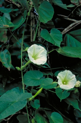 Ipomoea aculeata