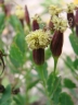 Porophyllum ruderale