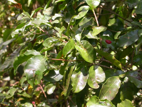 Coffea mufindiensis